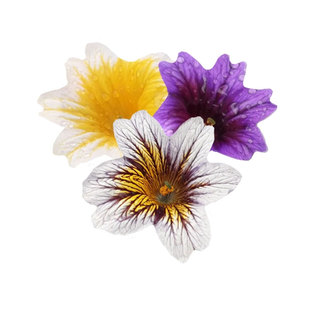 大花美人襟种籽100粒智利喇叭花朝颜烟草种子庭院室外盆栽春秋播