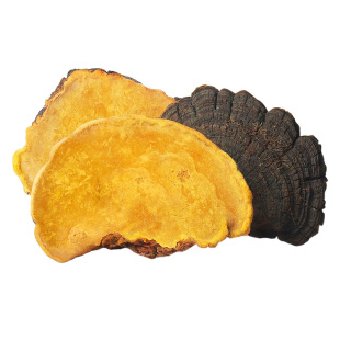 45+年桑树桑黄野生西藏桑黄粉茶泡水正品官方旗舰店