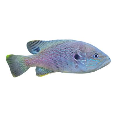 冷水凶猛肉食性太阳鲈鱼原生观赏太阳鱼不加温小型鱼苗广温淡水鱼