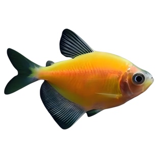 天使鱼观赏鱼纯天然鱼群小型鱼淡水鱼好养耐活喂食学生宝妈宠物