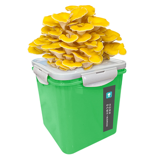 食用菌种蘑菇菌包桶装盆景室内蘑菇种植菌包菌棒家庭种植蘑菇蘑盒