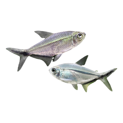 黑尾大勾红大勾扯旗红绿灯群游鱼