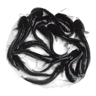 南方大口鲶鱼苗淡水养殖食用耐活河鲶土鲶鱼二须鲶肉食塘鲺鲶鱼苗