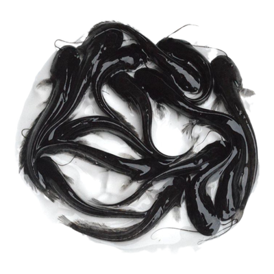 悦芝蓝大口鲶鱼苗淡水河鲶二须鲶