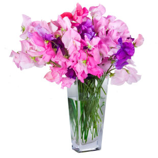 切花香豌豆种子麝香花豌豆花卉种籽可切花花坛爬台盆栽易种春秋播