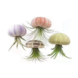 天然海胆壳标本 空气凤梨底座 DIY贝壳海螺 园艺用品装饰摆件包邮