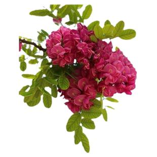 香花槐树苗富贵树槐花苗红花槐树苗庭院绿化花卉花园植物洋槐树苗