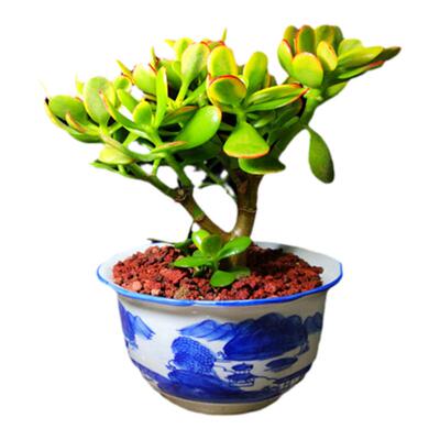 黄金花月盆栽姬花月新花三色玉树