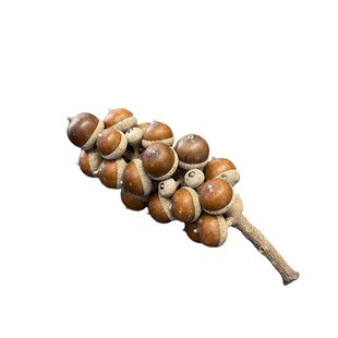 短穗柯天然栗色橡果饱满连枝可做标本相框diy环创手工摆件装饰