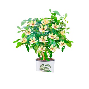 含笑花盆栽老桩树苗浓香型花卉花苗阳台室内外庭院四季绿植物开花