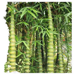 金丝佛肚竹竹子苗庭院客厅罗汉竹老桩矮化观叶绿植室内盆栽植物