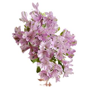 稀有色梦幻浅紫水仙百合鲜花云南直发六出花节日送人花期长顺丰