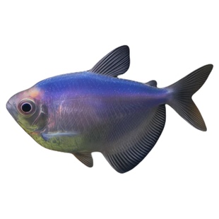 蓝天使鱼观赏鱼大号淡水热带鱼小型鱼活体鱼苗好养耐活七彩多彩鱼