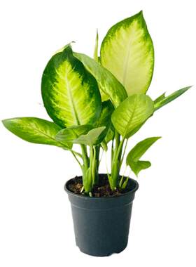 玛丽安盆栽室内彩叶植物