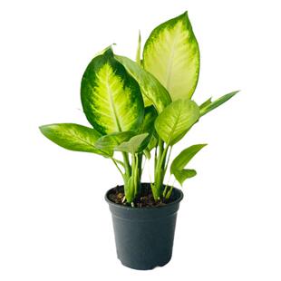 玛丽安盆栽室内粉黛万年青银皇后办公桌面大绿植四季常青彩叶植物