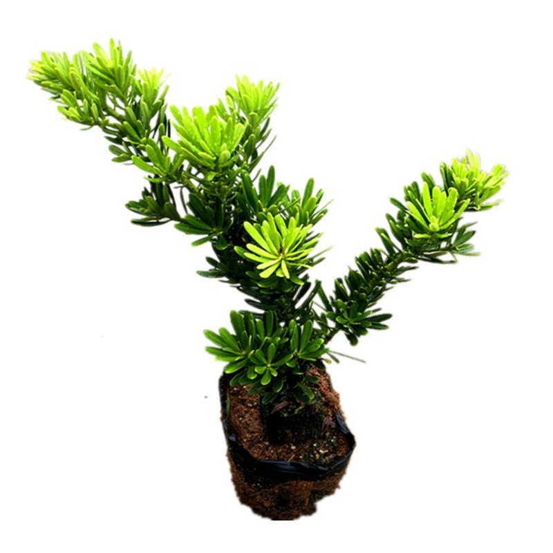 小叶老桩金钻罗汉松耐看盆景盆栽绿植造型树苗品室内大型花卉盆景