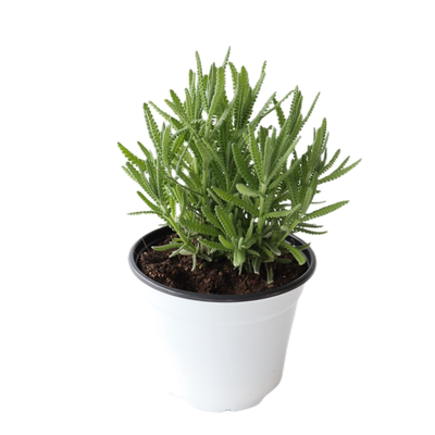 齿叶薰衣草阳台庭院观赏切花