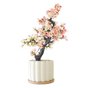 海棠花盆栽室内植物办公室桌面花卉绿植四季重瓣老桩树苗造型盆景