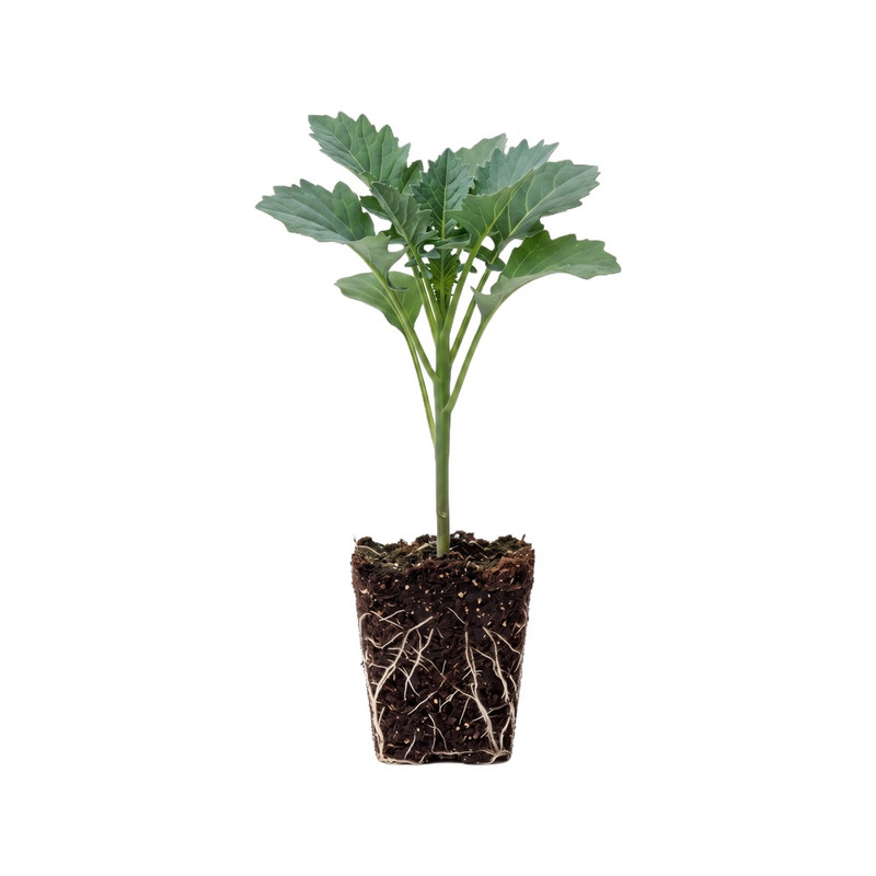 甜杆西兰苔苗秧早熟蓝花洋