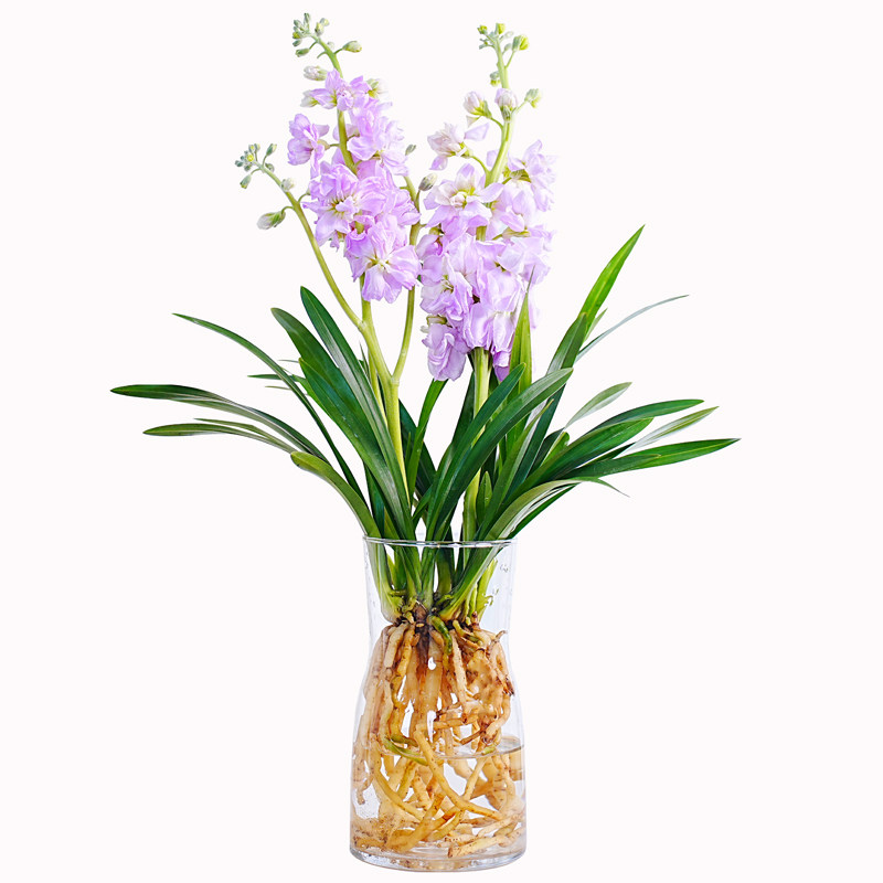 水培香水兰花苗室内植物浓香型四季建花卉耐寒植物冬季带花苞开花