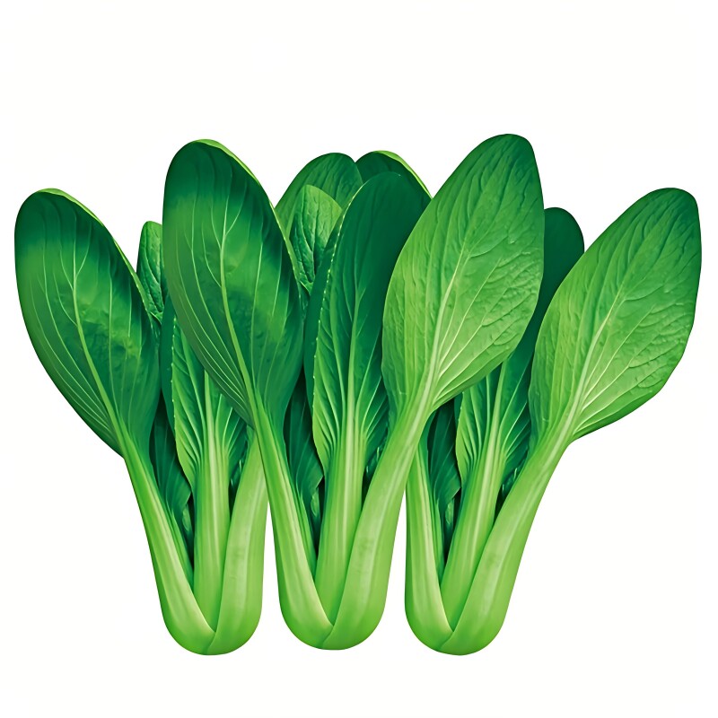 鸡毛菜种子四季速生小白菜种籽小青菜油菜籽种上海青蔬菜种孑大全