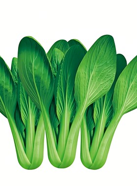 包发芽正宗鸡毛菜种子速生18天收