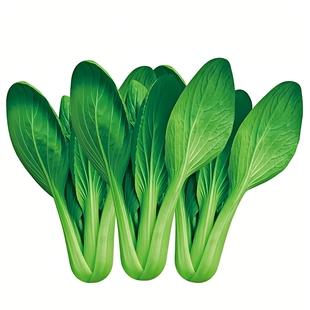 鸡毛菜种子四季速生小白菜种籽小青菜油菜籽种上海青蔬菜种孑大全
