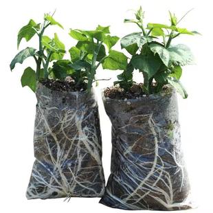 佛手瓜种瓜种苗种子种籽带芽新鲜发芽福寿瓜苗春季阳台盆栽蔬菜苗