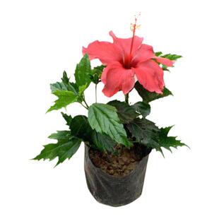 大红花盆栽树苗扶桑花朱槿小苗室内外阳台庭院喜庆植物红色好养护
