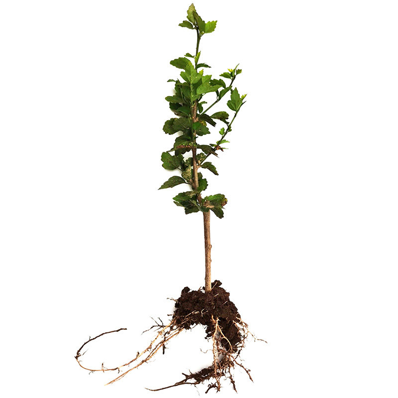 单瓣老品种木槿花树苗白花可食用四季长花绿植室外植物易活小槿苗