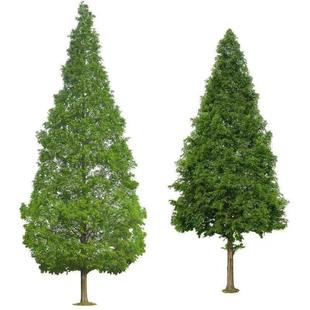 水杉苗水杉树苗 云杉池杉小苗 落羽杉中山杉树苗水松苗速生水杉苗