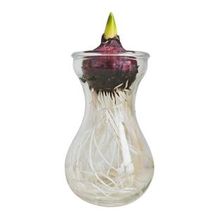 【李佳琦年货节彩妆场】风信子水培套装带花芽生根荷兰进口好养