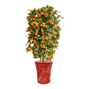 四季金桔树盆栽带果可食用年宵金橘室内客厅大型绿植花卉盆景阳台