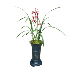 浓香名贵老种兰花建兰墨宝红花暮山紫赤诚大唐宫粉满堂红观赏花卉