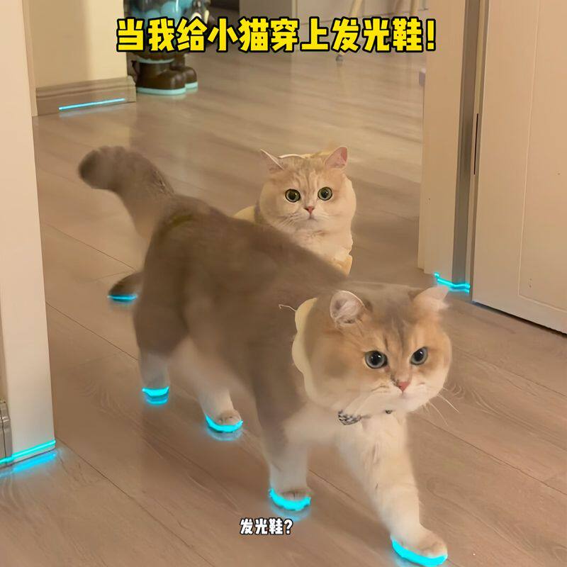 猫咪发光鞋宠物狗狗鞋子哨子夜光儿童玩具夜间拍照小配件撸猫装扮