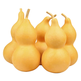 手捻小葫芦籽种文玩种子盆栽菜苗秧苗食用菜胡芦种籽子蔬菜孑苗