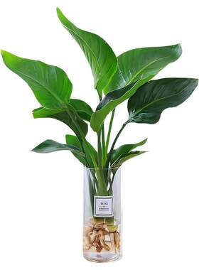 水培植物天堂鸟绿植盆栽花卉植物室内客厅无土水培龟背竹四季常绿