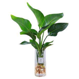 水培植物天堂鸟绿植盆栽花卉植物室内客厅无土水培龟背竹四季常绿