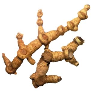 大别山野生新鲜黄精现挖5-10年可煲汤泡酒炮制中药材材料500g包邮