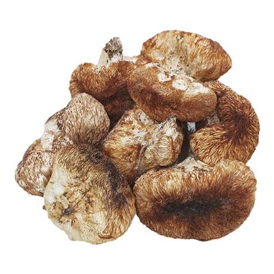 谭小六长白山野生大朵猴头菇干货