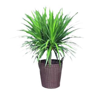 龙须树盆栽大型客厅多头绿植办公室内龙血树造型小苗带土老桩盆景