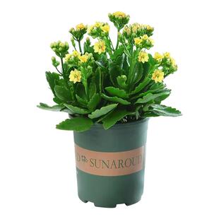 绣球花苗植物无尽夏开花好养的花四季不断盆栽花卉植物室内易养活