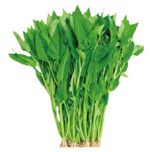 三叉空心菜种子种籽孑苗秧四季菜苗水上种植菜种籽种蔬菜苗种秧苗