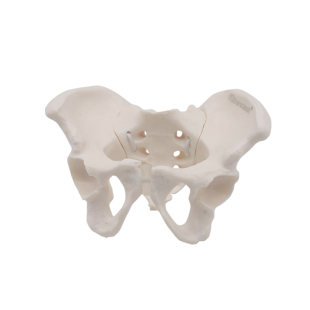 可活动康复动态可示范骨盆模型教具关节可动弯曲耻骨联合骶髂女性