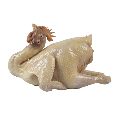 广东乡下山林散养走地鸡