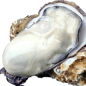 特大乳山生蚝鲜活发货海蛎子5斤