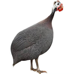 鸡珍珠种蛋受精蛋可孵化纯种珍珠鸡几内亚鸟观赏鸡蛋种蛋可孵化