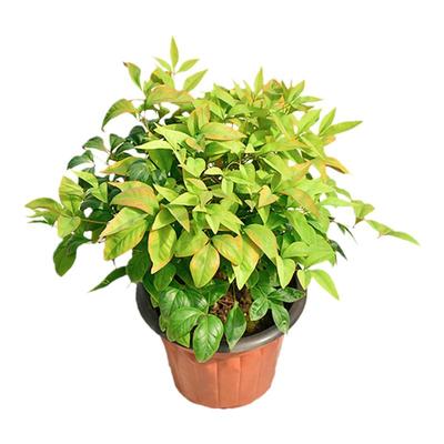 火焰南天竹庭院花境植物