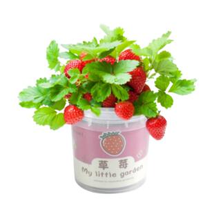 儿童种植小盆栽太阳花向日葵草莓花种籽子植物生长观察蔬菜种子