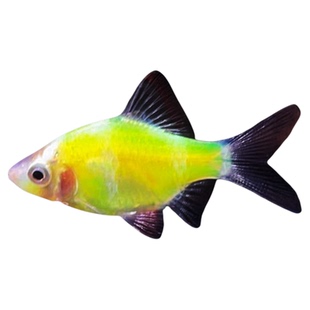 虎皮鱼荧光绿虎皮金虎皮绿虎皮热带观赏鱼淡水小型活体群游宠物鱼